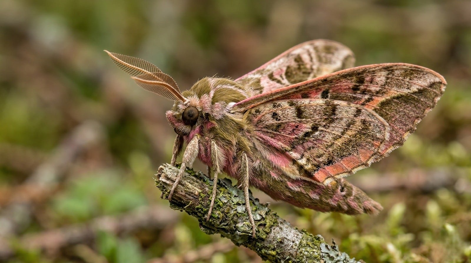 Moth Control