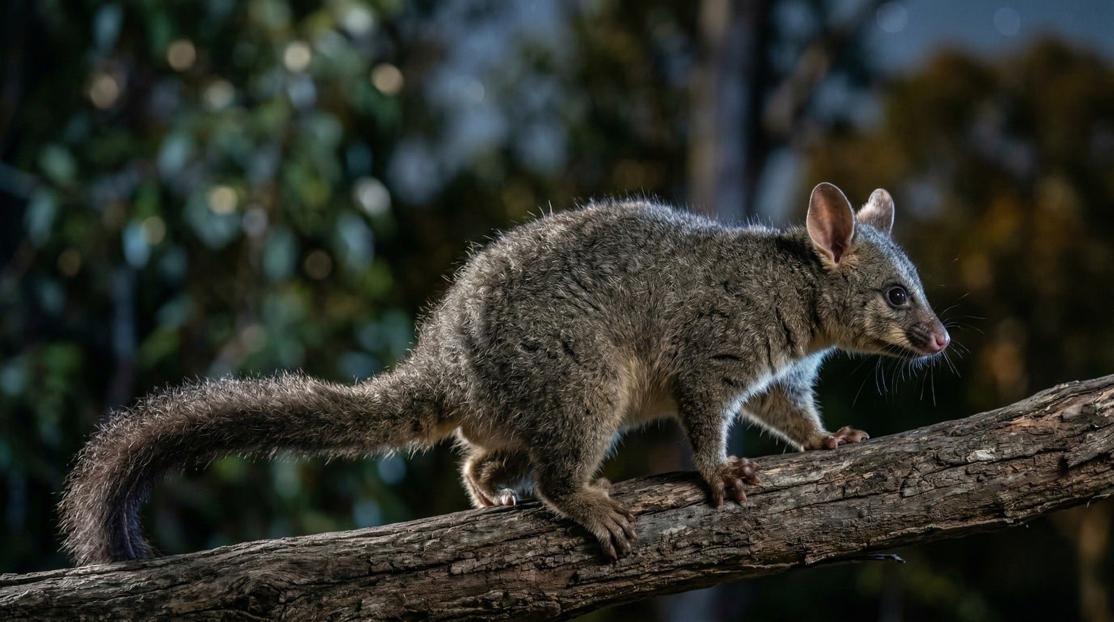 Possum Removal