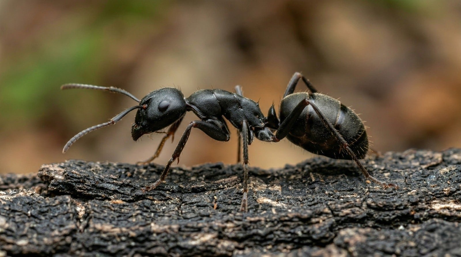 Ant Control